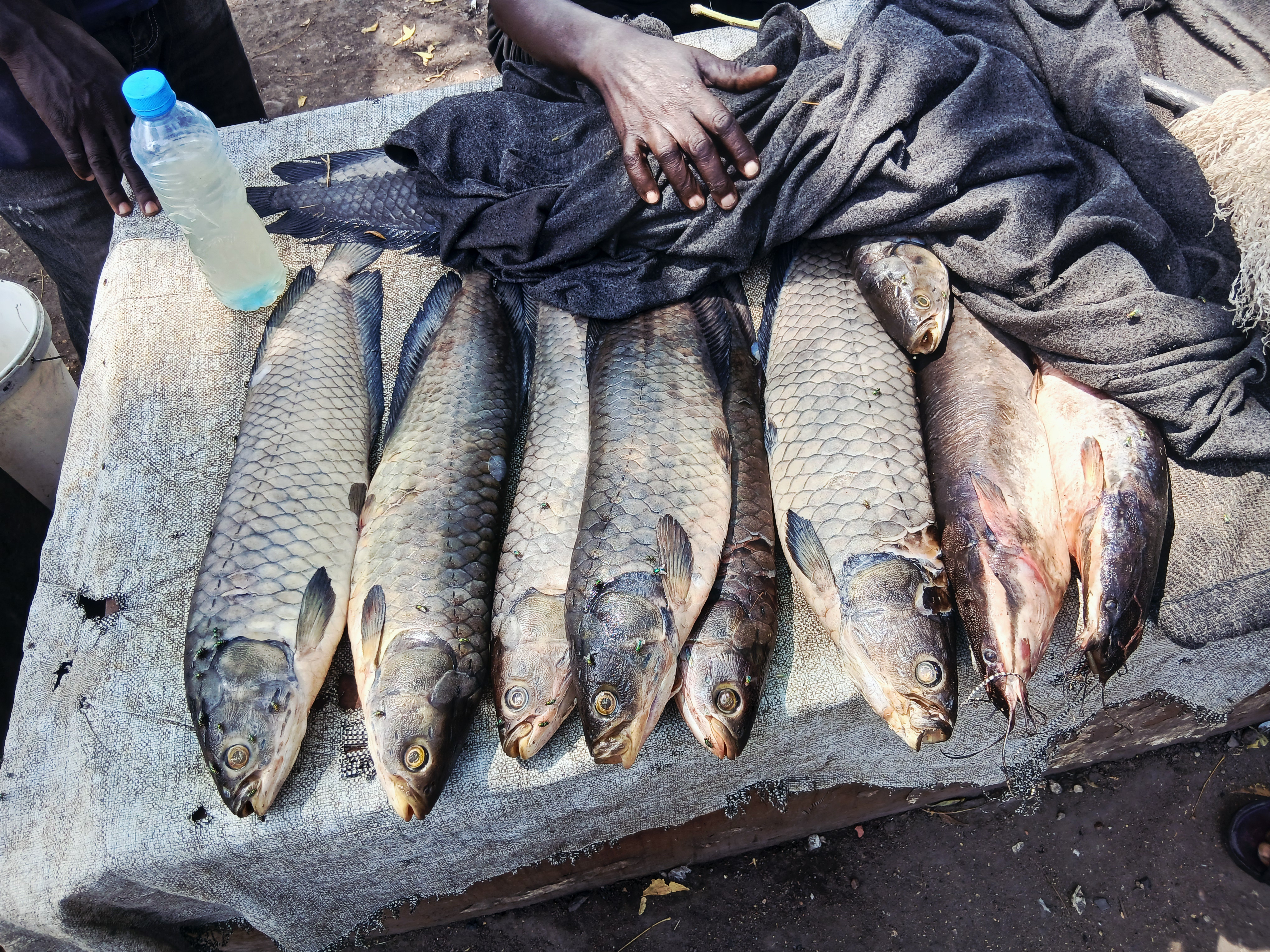 Food Value Chain Image 1